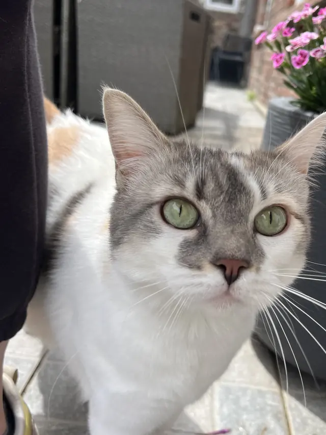 Kawaï, chatte tigrée et blanche aux yeux verts, gardée à domicile à Lens