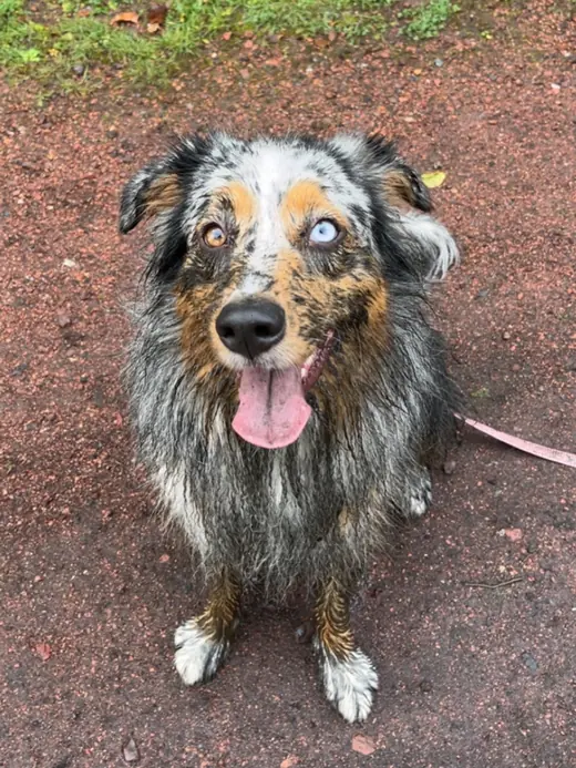Yummy, berger australien bleu merle aux yeux vairons, après une balade sous la pluie