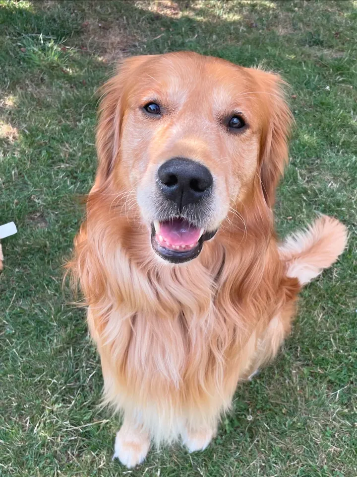 Sacha, golden retriever gardé par Paw'Sitive, assis dans l'herbe au soleil
