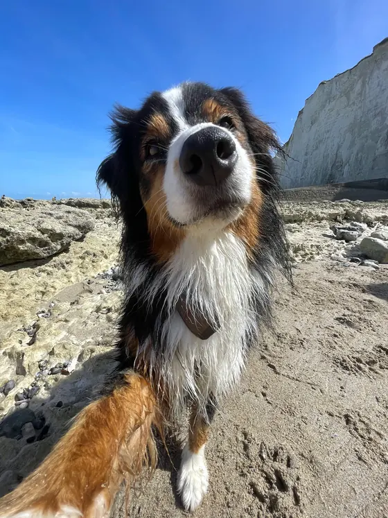 Seven, bergère australienne, en promenade sur la plage