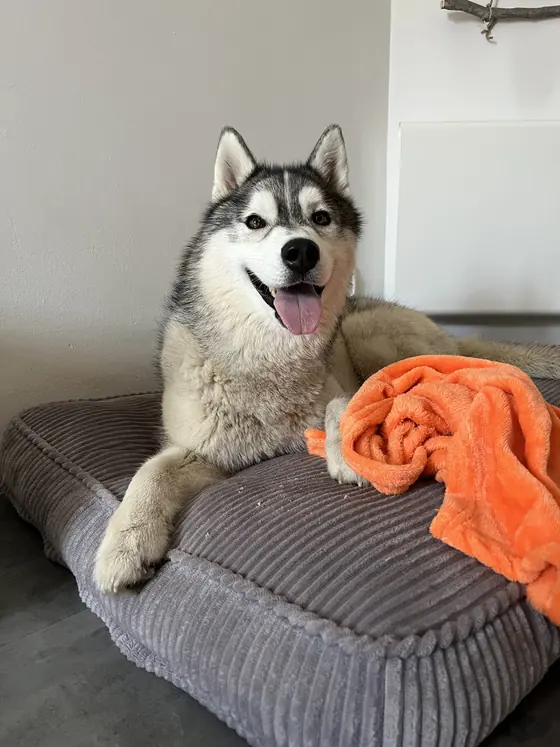 Yuki, husky, tranquillement installé sur son coussin pendant une visite à domicile