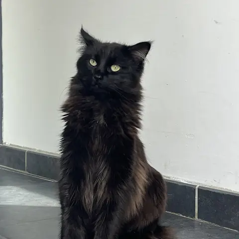 Abou, chat noir à poils longs, assis bien droit