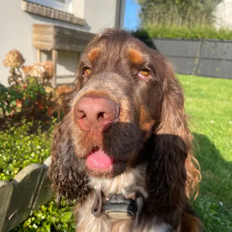 Brookie, cocker spaniel marron, tout sourire dans l'herbe