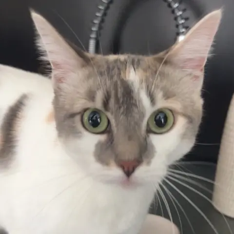 Kawaï, chatte aux grands yeux verts, curieuse