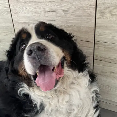 Nours, bouvier bernois, allongé tranquillement à la maison
