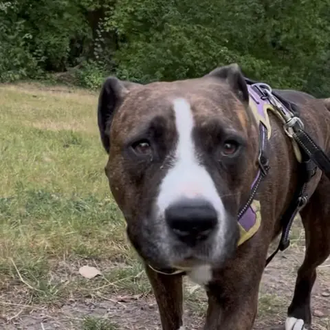 Obama, chien bringé au poitrail blanc, en balade dans le parc