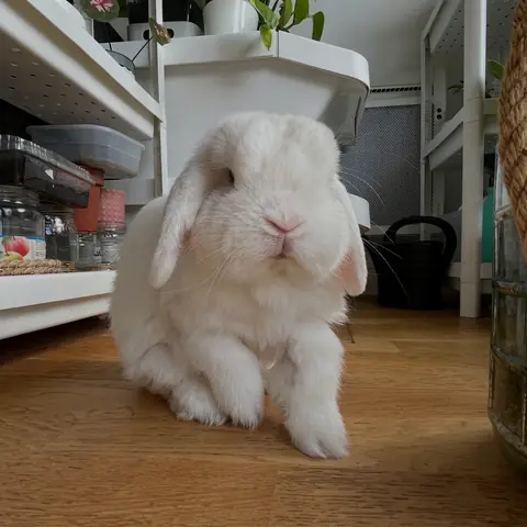 Olaf, lapin bélier blanc, installé sur le parquet