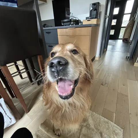 Sacha, golden retriever, qui réclame un câlin à la maison