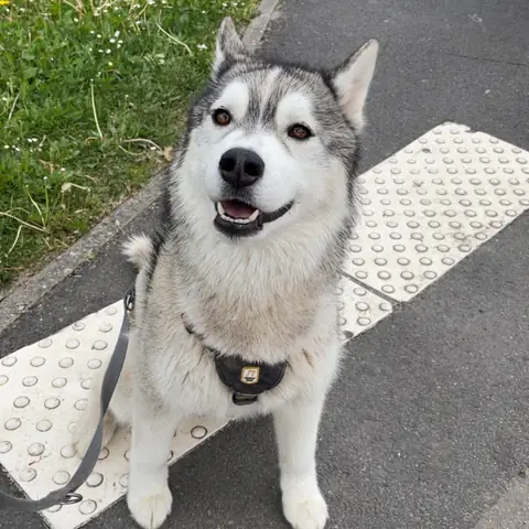 Yuki, husky sibérien, assis pendant sa promenade en ville