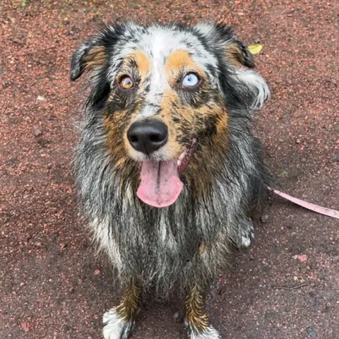 Yummy, berger australien bleu merle, après une balade sous la pluie